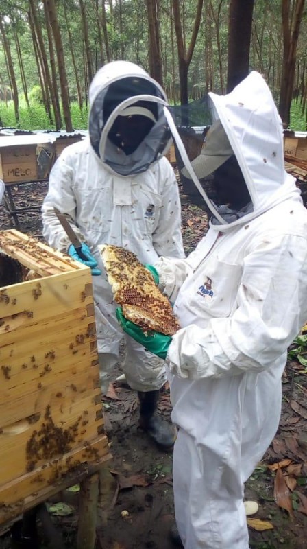 Bio-Honig from Sierra Leone